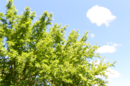Blured green tree with blue bright sky. Can be used as background