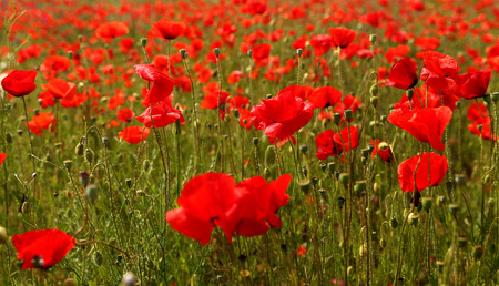Field of wild red poppies in late spring timeの写真素材