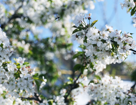 Blooming tender white cherry tree on the blue sky backgroundの写真素材