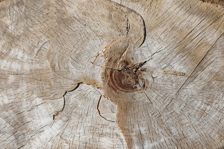 Wooden texture. Felled Tree which is located outdoorの写真素材