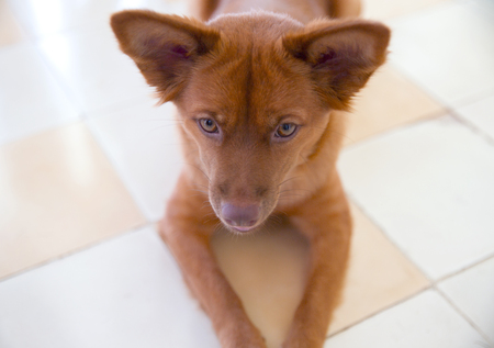 Cute dog is in the houseの写真素材