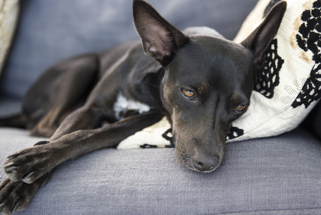 Cute dog is in the houseの写真素材