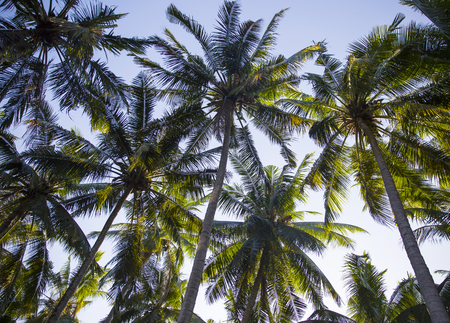 Palm trees from the bottom view.の写真素材