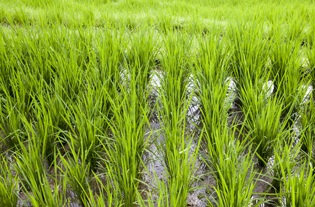 Rice is growing in rice terrace in Baliの写真素材
