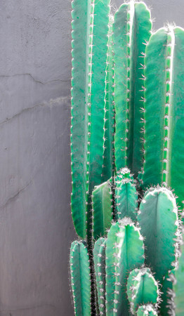 Cactus in summer on the streetの写真素材