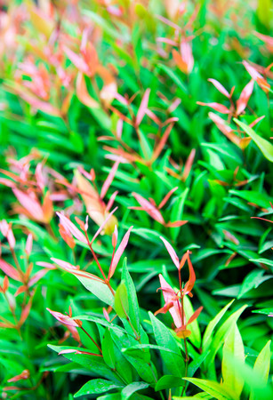 It is pink petal beautiful flower green bush in nature on summer holiday. Plant is growing in the streetの写真素材