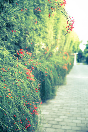 Fence of beautiful fresh greenery bushes with some red flowers. It aside the roadの写真素材