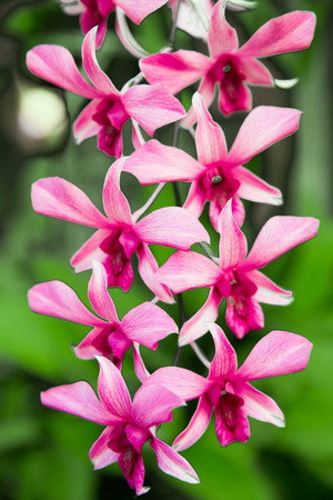 Beautiful fresh greenery bushes with Tropical summer flowersの写真素材