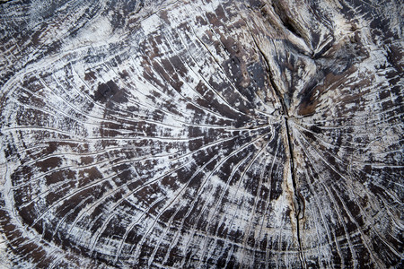 Wooden texture can be used as backgroundの写真素材