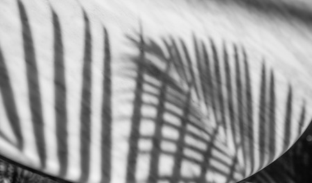 The shadow of the palm leaves on a white marble surfaceの写真素材