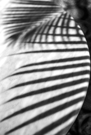 The shadow of the palm leaves on a white marble surfaceの写真素材