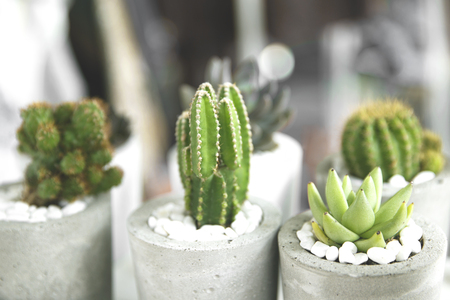Collection of various cactus and succulent plants in different pots.の写真素材