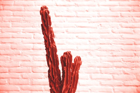 Cactus toned living coral trendy color on concrete background.の写真素材