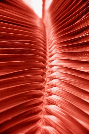 Beautiful tropical big leaf in trendy coral color.の写真素材