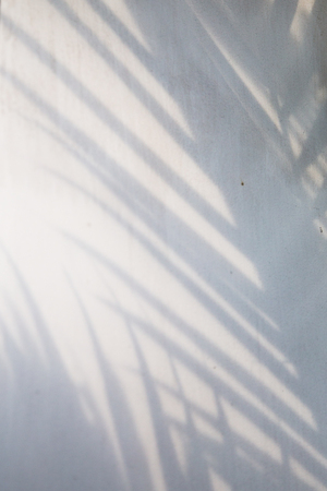 Abstract background of palm leaves shadow on white wall.
