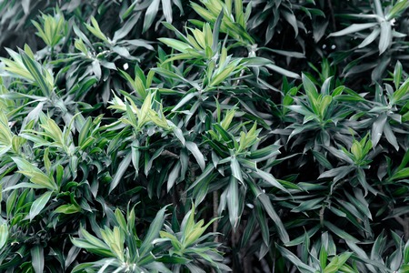Tropical foliage green texture with sunlights. Nature background. Close up.の写真素材