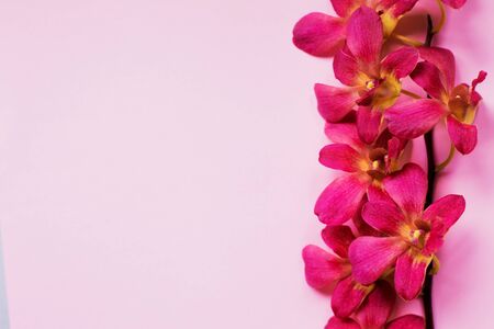 Branch of beautiful bordo orchid flowers on pink background. Floral pattern. Placeの写真素材
