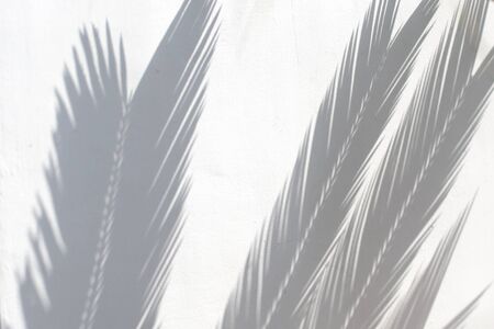 Tropical palm leaves shadows on white wall textured background.