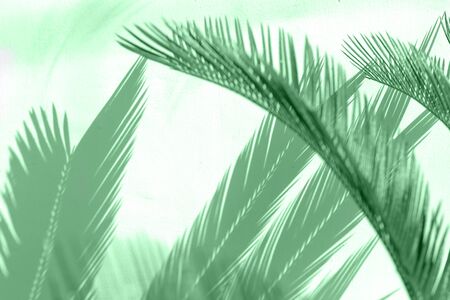 Tropical palm leaves shadows on mint color textured wall background.の写真素材