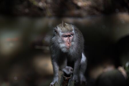 Long-Tailed monkey sit on concrete wall at the Sacred Monkey Forest in Bali, Ubudの写真素材