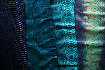 Four different tones of trendy green painted snake python skin surfaceの写真素材