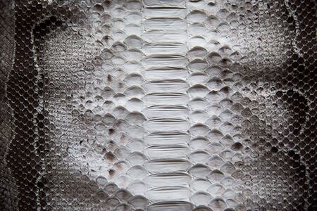 Snake skin surface texture close up for background and wallpaperの写真素材
