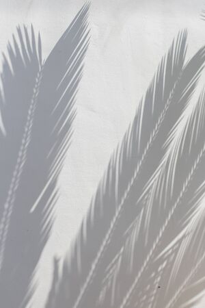 Tropical palm leaves shadows on white wall textured background.の写真素材