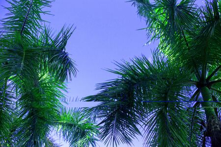 Green Palm coconut trees against blue pure sky. Vacation concept.の写真素材