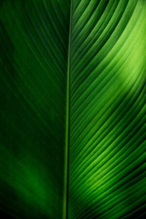 Big fresh green palm leaf as background. Bali, Indonesia. Nature concept.の写真素材