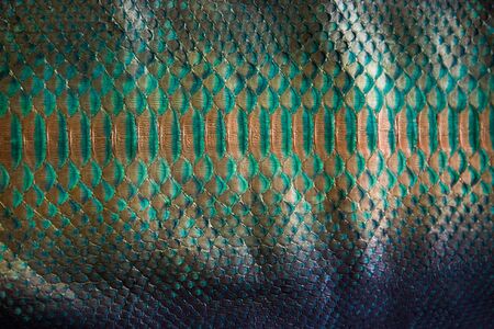 Trendy green painted snake python skin surface texture close up for background and wallpaperの写真素材