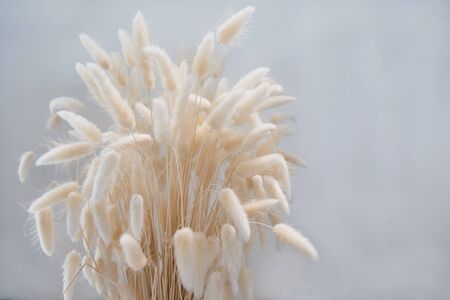 Natural dried hare's tail grass bouquet on white background. Minimal decoration concept.の写真素材