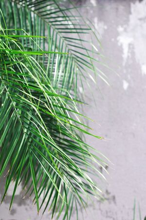 Tropical Palm Green leaves for nature pattern and background, Textured wall toned for input text.の写真素材