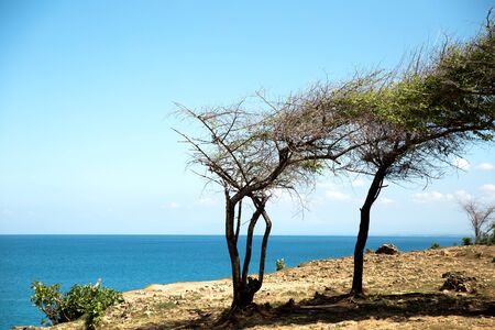 Abstract background of journey with dry trees and blue ocean. Nature concept.の写真素材