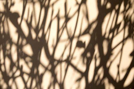 abstract background of shadows tropical plants on textured wall. Can be used as backdrop.の写真素材