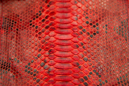 Trendy natural red snake python skin surface texture close up. Can be used for background and...