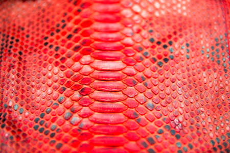 Trendy natural red snake python skin surface texture close up. Can be used for background and wallpaperの写真素材
