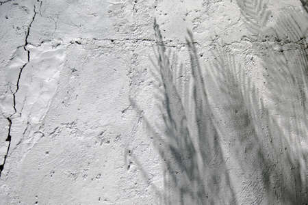 Tropical palm leaves shadows on white wall textured background. Summer trendy concept.