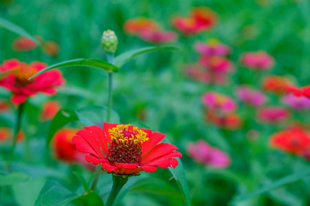 Vivid Red Zinnia Flower in Lush Gardenの写真素材