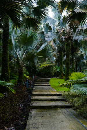 Tropical Palm Garden Pathway in tropical parkの写真素材