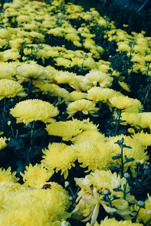 A lush bed of yellow chrysanthemums thriving in a garden, presenting a vibrant splash of color and...