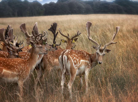 Deer on the field, Big horns, Dappled deerの写真素材