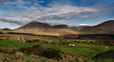 Picturesque landscape , mountains, sheep on the meadowの写真素材