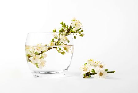vase with a plums flower branch on white backgroundの写真素材
