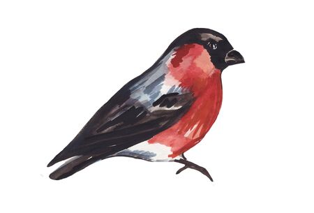 Watercolor bullfinch isolated on a white background.の写真素材