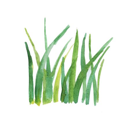 Hand drawn watercolor grass isolated on white background.の写真素材