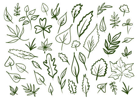 Hand drawn set of leaves. Vector illustration. Doodle lines, frame elements.のイラスト素材