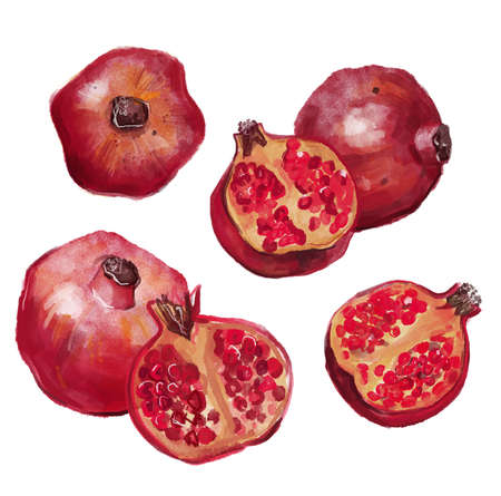 Watercolor garnet, half pomegranate on a white background.の写真素材