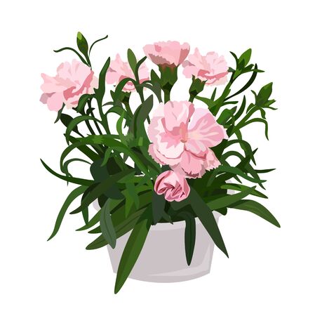Vector stock illustration of a clove sprig in a pot. Pink flower Bud for a bouquet, watercolor greens. A bouquet of delicate carnations, a spring houseplant. Petals and leaves. Postcard on 8 March.のイラスト素材