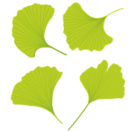 Vector stock illustration of gingko leaf. Pastel poster for a wedding invitation. Gentle botany. gingko biloba bright green color close-up. Isolated on a white background.のイラスト素材