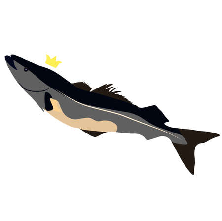 Vector stock illustration of cod fish in close-up. Isolated on a white background. Norwegian...
